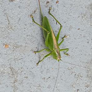 ����: ��������