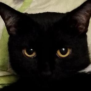 ����: ������