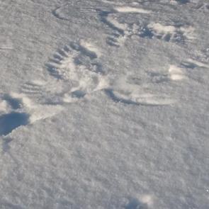 ����: ������