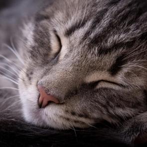 ����: ������� ���