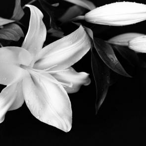 ����: ����� 