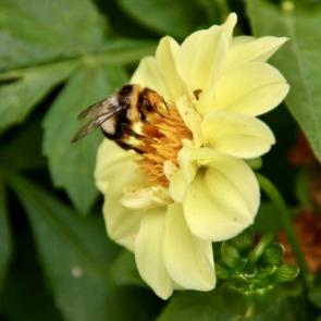 ���� ��������: 