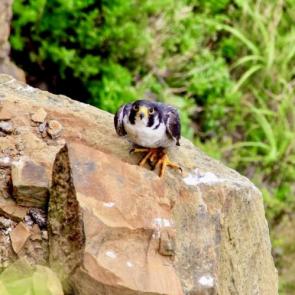 ����: ������