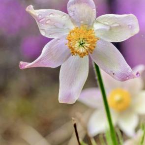 ���� ��������: ����� �������������� ����