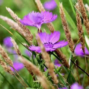 ����: ����� � ����