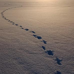 ���� ��������: 