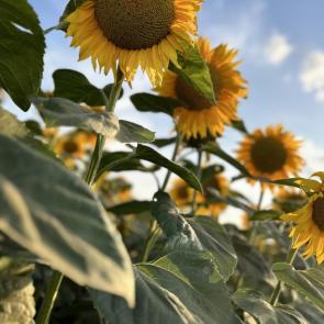 ���� ��������: ��������� ���������