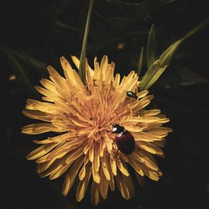 ����: ����� ������� 