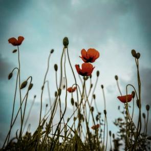 ���� ��������: ������� ���� 