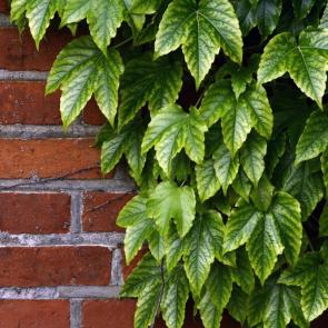 ���� ��������: ������ ���������