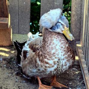 ����: ����