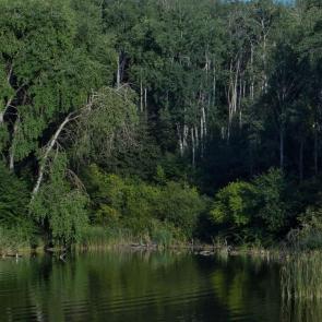 ����: ������ ����