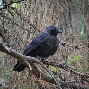 ����: �����������