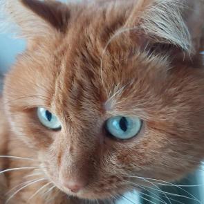 ���������� ��������