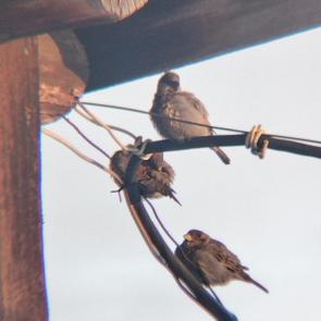 ����: ������� �� ��������