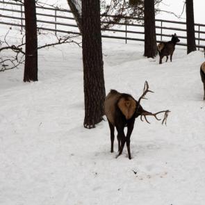 ����: �����