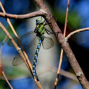 ����: C������� - � �������� � �������� ...