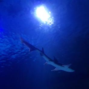 ����: ����������� �����