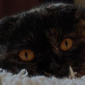 ����: ����� ����� �� �����...