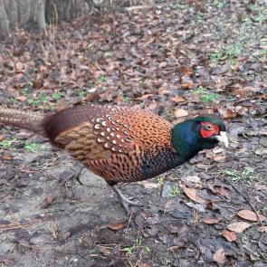 ����: �����