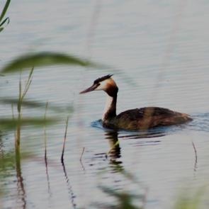 ����: �����