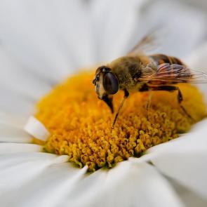 ����: ����� �� �������