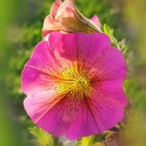 ����: �������� ��������� ����