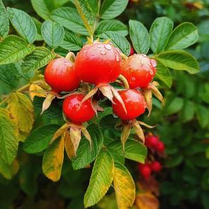 ���� ��������: ���������