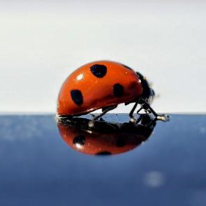 ����: ����� � ����