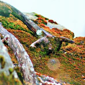 ����: ����� �������