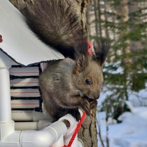 ����: ����� )