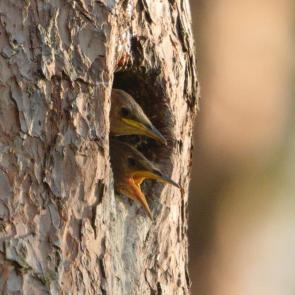 ��������� �����