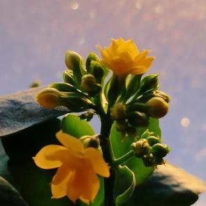 ���� ��������: ��������