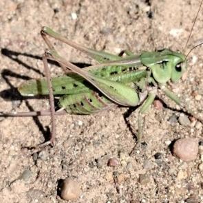 ����: ��������