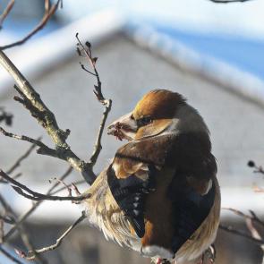 ����: ������������ �������