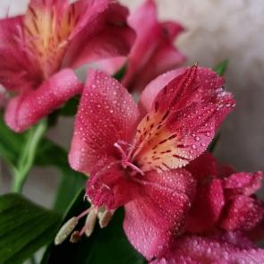 ����: �����