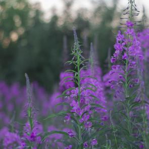 ����: ����-���