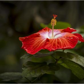 ����: ��������.