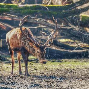 � ���� ��������