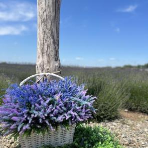 ����: �������