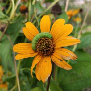 ����: �������.