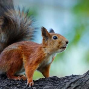 ����: ���� � ����. 