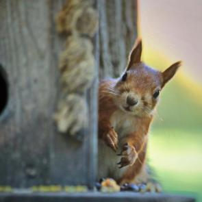 ����: ���������� �������. 