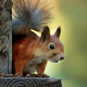 ����: ��������? 