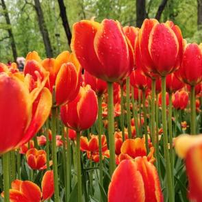 ����: ��������.