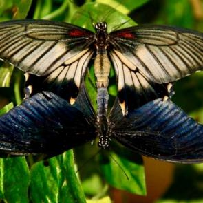 ����: �������