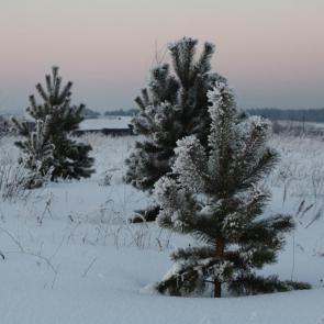 ����: ��� ���� � �������� �����