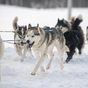 ����: ������� �������