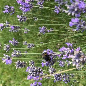 ����: ���������� ����������