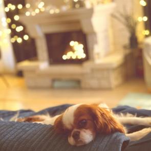 ����: �������������